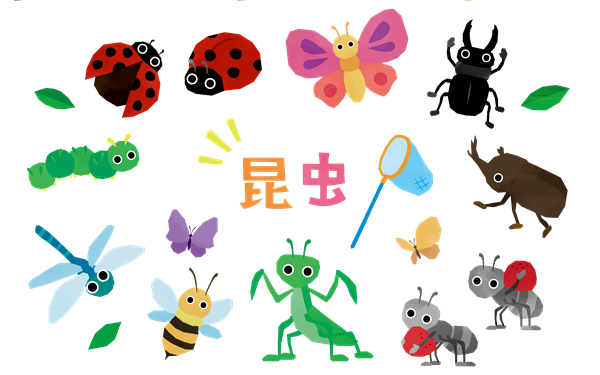 昆虫